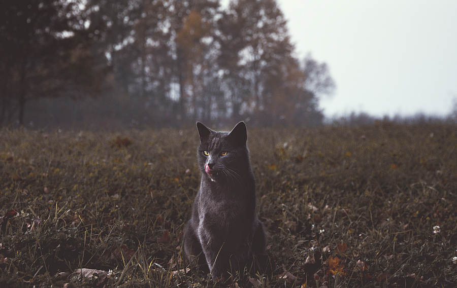 If it weren't for bad luck...