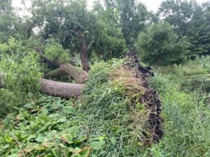 5 Faith Lessons from a Fallen Tree 