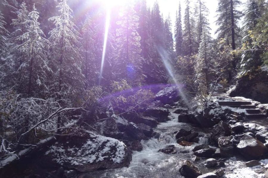 5 Faith Lessons from a Fallen Tree