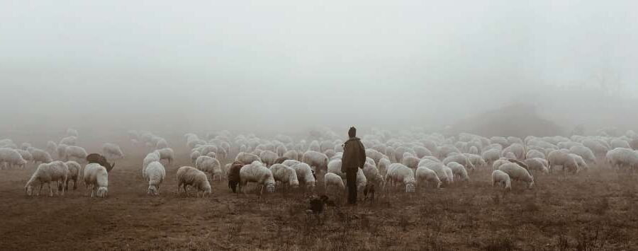 We Need a Relationsheep with our Shepherd