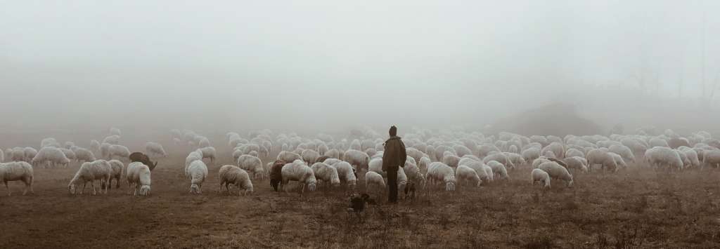 We Need a Relationsheep with our Shepherd