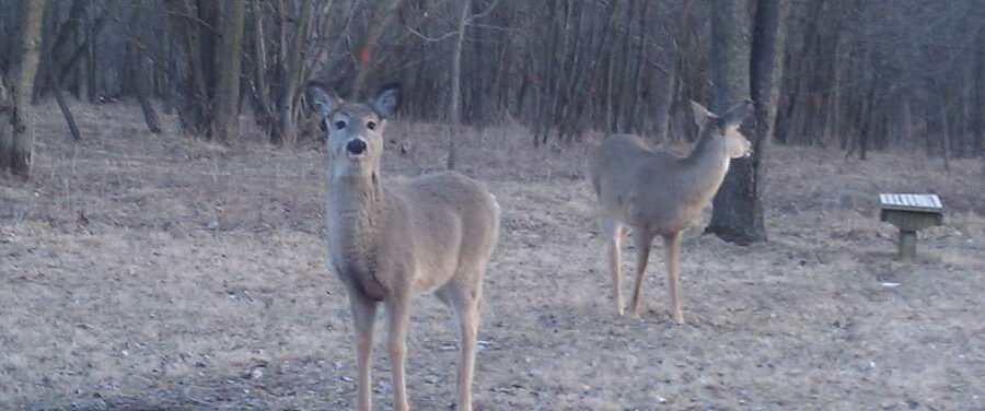Doe, A Deer, A Female Deer