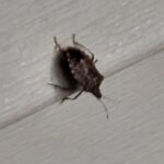 Invasion of the Stink Bugs