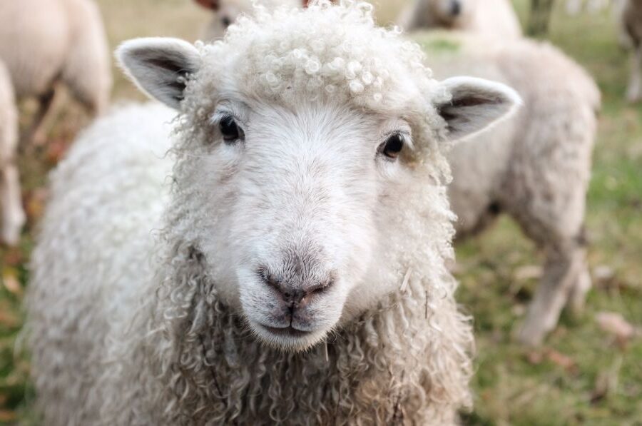 Resolution to Recognize and Respond