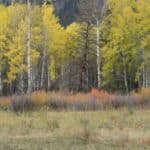 Open field with tall grass and trees
